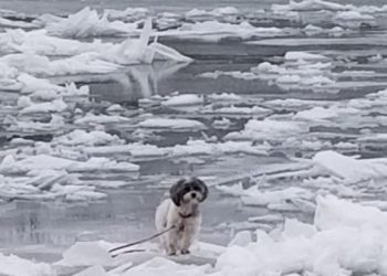 Small Dog Saved After Being Stuck in Middle of Frozen River