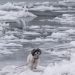 Small Dog Saved After Being Stuck in Middle of Frozen River