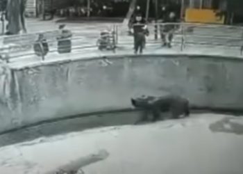 Video Allegedly Shows Mother Dropping Child in Zoo’s Bear Pit, Woman Reportedly Faces Attempted Murder Charge