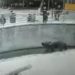 Video Allegedly Shows Mother Dropping Child in Zoo’s Bear Pit, Woman Reportedly Faces Attempted Murder Charge