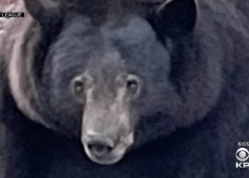 500-Pound Bear ‘Hank the Tank’ Breaks Into Dozens of California Homes