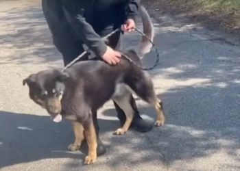 Same Sex Couple Adopts Dog Whose Story Went Viral for Being Left at Animal Shelter After Owners Thought He Was Gay