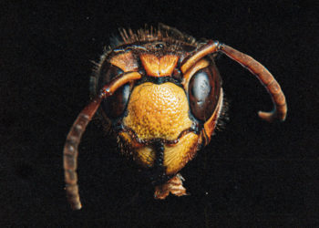 Brady Watt Drops “Flight Of The Murder Hornet” Single