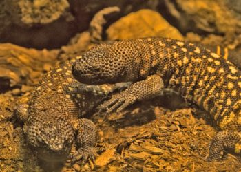 Man Charged With Smuggling More Than 1,700 Reptiles Into U.S.