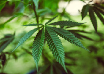Trials For Medicinal Use Of Cannabis To Start ‘As Soon As Possible’ In The UK