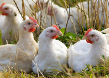 Bird Flu Outbreak Found in Nebraska That Affects 570,000 Chickens