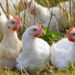 Bird Flu Outbreak Found in Nebraska That Affects 570,000 Chickens