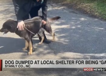 Dog Left at Animal Shelter by Owners Who Thought He Might Be Gay
