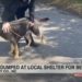 Dog Left at Animal Shelter by Owners Who Thought He Might Be Gay