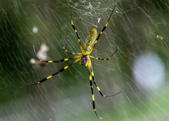 Invasive Spider Species Wide as Palm of Hand Expected to Hit East Coast, Scientists Say