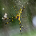 Invasive Spider Species Wide as Palm of Hand Expected to Hit East Coast, Scientists Say