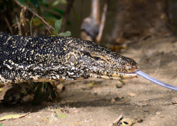 Man Arrested for Trying to Smuggle 52 Reptiles, Allegedly Hid Lizards, Snakes in Bags Under His Clothes at Border