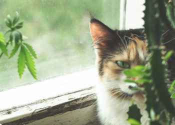 Cannabis Poisoning in Pets Has Climbed Since Legalization in Canada