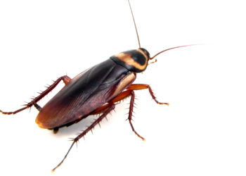 Man Sues Hotel Alleging He Lost His Hearing After Cockroach Crawled Into His Ear While He Was Asleep