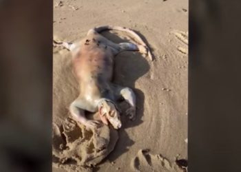 Man Discovers Bizarre-Looking Creature on Australian Beach: ‘It Could Be Like an Alien’