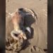 Man Discovers Bizarre-Looking Creature on Australian Beach: ‘It Could Be Like an Alien’