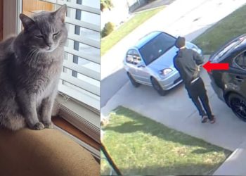 Pizza Delivery Driver Allegedly Steals Hamilton Family’s Cat