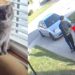 Pizza Delivery Driver Allegedly Steals Hamilton Family’s Cat