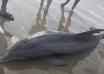 Sick Dolphin Stranded on Beach Dies After Being Harassed by Crowd of People