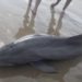 Sick Dolphin Stranded on Beach Dies After Being Harassed by Crowd of People