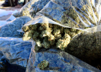 500 Pounds of Marijuana Found Scattered on Missouri Highway Following Crash on 4/20