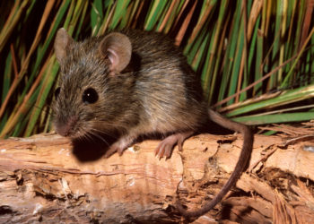 Ontario Woman Finds Dead Mouse in Bagged Milk