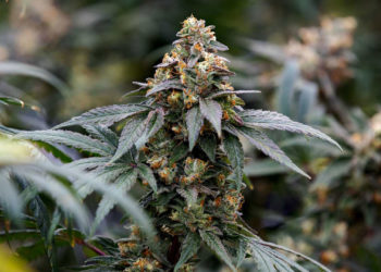 The Best Weed Strains in Canada Right Now