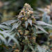 The Best Weed Strains in Canada Right Now