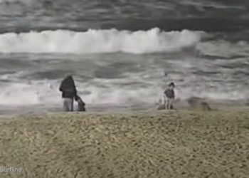 Video Shows Coyote Attacking Toddler on Huntington Beach
