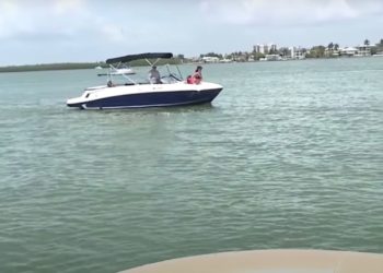 Florida Officials Investigate Fatal Stabbing of Female Dolphin