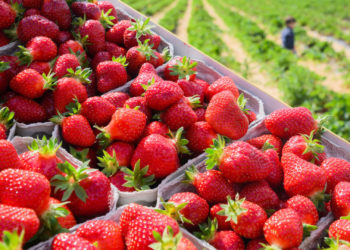 FDA Investigating Outbreak of Hepatitis A Potentially Linked to Strawberries