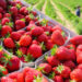 FDA Investigating Outbreak of Hepatitis A Potentially Linked to Strawberries