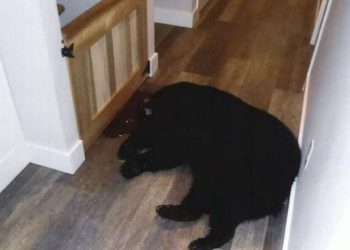Wisconsin Couple Fatally Shoots Bear That Broke Into Home While Children Were Asleep