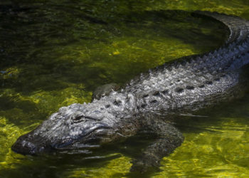 1 Dead After Alligator Dragged Unsuspecting Person into South Carolina Pond