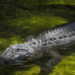 1 Dead After Alligator Dragged Unsuspecting Person into South Carolina Pond