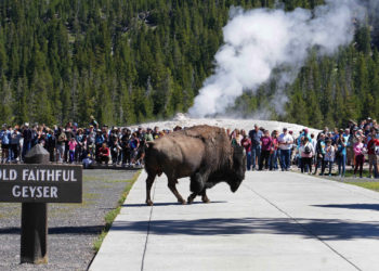 Man Injured After Being Gored by Bison at Yellowstone National Park