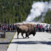 Man Injured After Being Gored by Bison at Yellowstone National Park