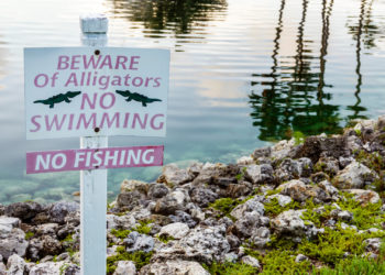 Florida Man Dies After Going Into Lake With Alligators to Search for Frisbees