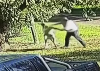 Video Shows Australian Man Getting Into 6-Minute Fight With Kangaroo Outside His Home