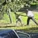 Video Shows Australian Man Getting Into 6-Minute Fight With Kangaroo Outside His Home