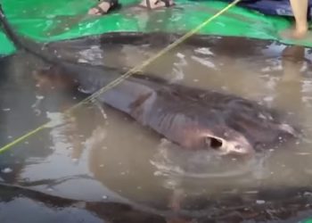 Fisherman in Cambodia Hooks World’s Largest Freshwater Fish Ever Caught