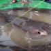 Fisherman in Cambodia Hooks World’s Largest Freshwater Fish Ever Caught