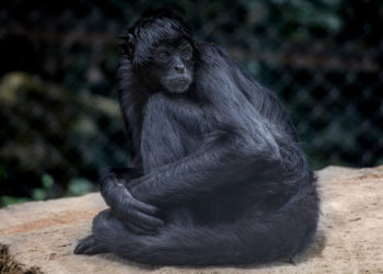 Monkey Dressed in Bulletproof Vest and Camouflage Jacket Found Dead Following Cartel Shootout in Mexico