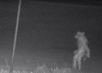 Mysterious ‘Wolfman-Like’ Creature Captured on Texas Zoo Surveillance Camera