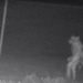 Mysterious ‘Wolfman-Like’ Creature Captured on Texas Zoo Surveillance Camera