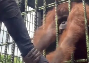 Viral Video Captures Orangutan Attacking Man Through Cage at Zoo