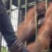 Viral Video Captures Orangutan Attacking Man Through Cage at Zoo