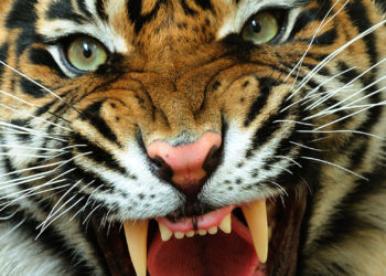 23-Year-Old Zookeeper Dies of Heart Attack After Getting Mauled by Tiger