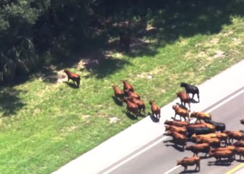70 Cows Got Loose and Shut Down Florida Turnpike After Trailer Caught Fire
