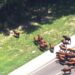 70 Cows Got Loose and Shut Down Florida Turnpike After Trailer Caught Fire